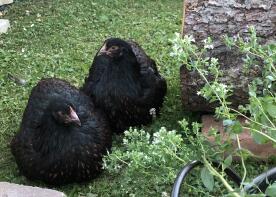 Poulets dans le jardin