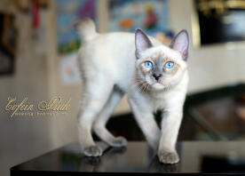 Mekong BOBTAIL chaton blue-point de Cofein Pride, mekong-bobtail.ru, WorldWide expédition de chatons