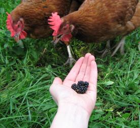 Des poules mangeant des mûres hors de portée