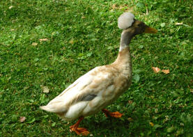 Crested Duck vu dans un parc public à Sacramento, en Californie.