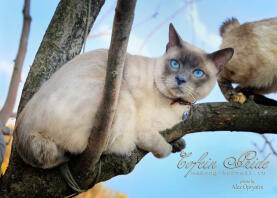 Mekong BOBTAIL, mâle à pointe bleue Cofein de la chatterie Cofein-Pride, Moscou, Russie.