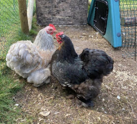 Deux poulets dans leur poulailler