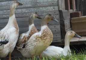 Quatre jeunes poules arlequins gallois