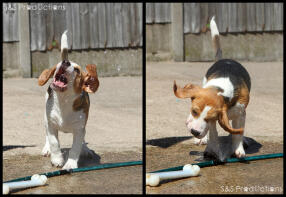 Bramble aime l'eau !!