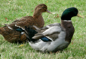 2 canards sur l'herbe