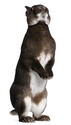 Un lapin castor rex debout sur ses pattes arrières. Un lapin castor rex debout sur ses pattes arrières.