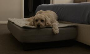Un chien se reposant sur son lit pour chien gris avec surmatelas matelassé
