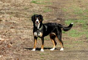 Chien dans un champ