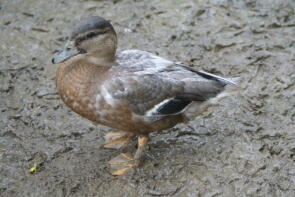 Jeune canard drake d'appel