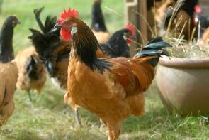 Poulets dans le jardin