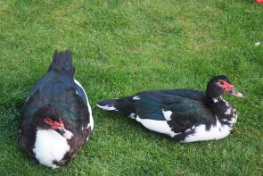 paire de muscovy