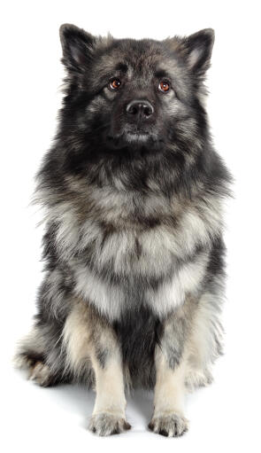 Un keeshond adorable et doux, assis gentiment, attendant un peu d'attention.