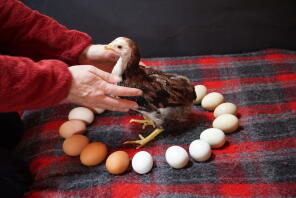 Un petit poulet aracuna sur une couverture entouré d'œufs