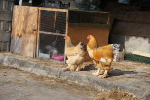 Deux poules dans un jardin avec un grand poulailler en bois