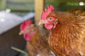 Mes Rhode Island Reds se refroidissent à l'ombre d'été