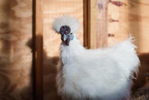 Une poule blanche silkie avec de belles plumes.