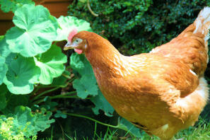 Poulet dans le jardin