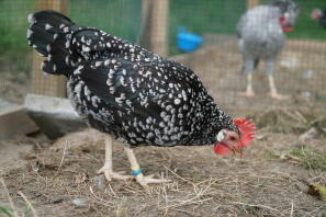 Un splendide poulet d'ancône qui picore dans la terre.