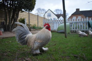 Coq nain botté de lavande millefleur