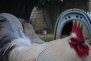 Coq nain botté de lavande millefleur