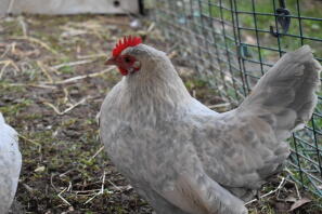 Poule Bantam bottée Millefleur Lavande