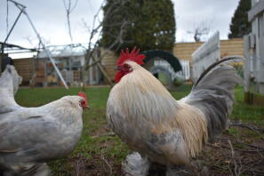 Paire de bantam bottées Millefleur Lavande