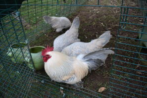 Quad bantam botté Millefleur Lavande