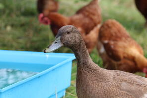 Campbell se détendre avec les poulets