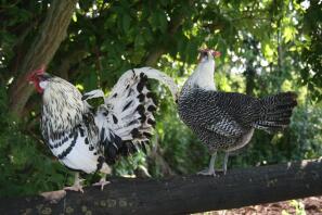 Une Campine appelée Seagull