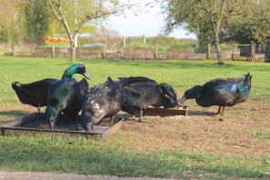 Canards Cayuga à la ferme Carlton Hall, Bedfordshire