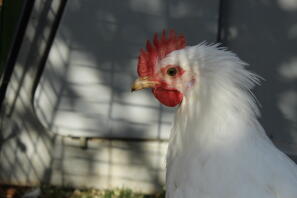 On adore avoir un coq, certaines sont encore plus amicales que nos poules!