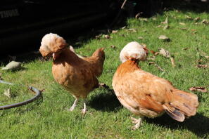 Deux poulets polonais orange marchant sur l'herbe