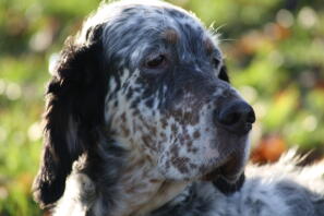 Notre miss bella a maintenant 11 ans et est incroyablement douce. elle est allergique et n'a pas sa thyroïde en ordre depuis qu'elle a été stérilisée.