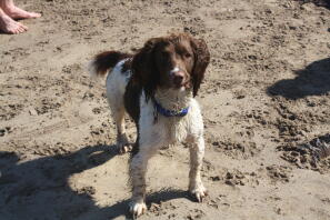 sur la plage