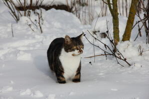 Tao in the snow