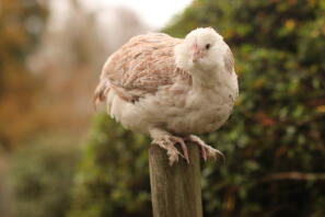 Notre jeune poule faverolle saumon