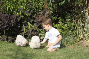 nourrir un frizzle blanc