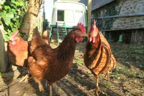 Nos poules rousses conquétoises et leur Eglu Cube