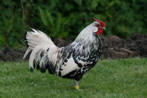 Coq pailleté d'argent