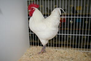 Poulet en cage