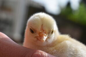poussin
