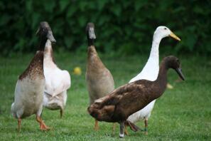 5 canards coureurs