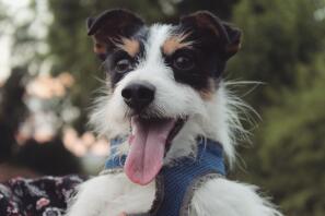 Toby, un Jack Russel terrier tricolore aux cheveux longs