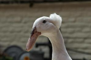 Canard à bec recourbé