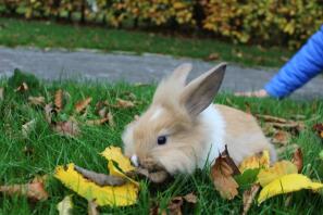 mon lapin automne jouant quand son autmn! xx