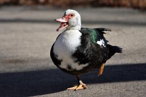 Un canard chant et danse à Smyrne, Géorgie