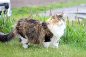 Armoria, Norvégien écaille tabby et blanc