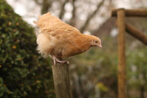 Buffy, le jeune Buff Orpington