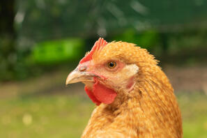 Gros plan d'un poulet orpington dans le jardin