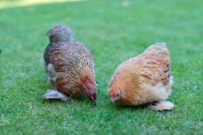 Henny et Penny la paire de Pékin.